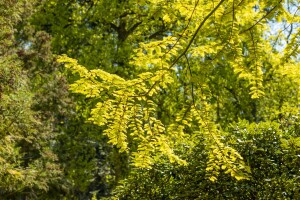 Metasequoia glyptostroboides Gold Rush 40- 60 cm