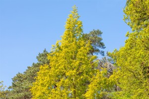 Metasequoia glyptostroboides Gold Rush 40- 60 cm