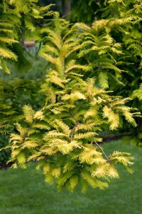 Metasequoia glyptostroboides Gold Rush 40- 60 cm