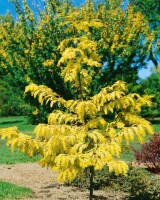 Metasequoia glyptostroboides Gold Rush 40- 60 cm