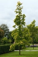 Metasequoia glyptostroboides Gold Rush 40- 60 cm