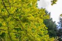 Metasequoia glyptostroboides Gold Rush 40- 60 cm