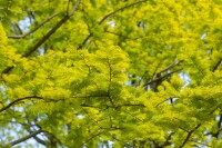 Metasequoia glyptostroboides Gold Rush 40- 60 cm