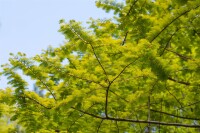 Metasequoia glyptostroboides Gold Rush 40- 60 cm