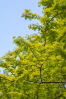 Metasequoia glyptostroboides Gold Rush 40- 60 cm