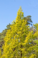 Metasequoia glyptostroboides Gold Rush 40- 60 cm