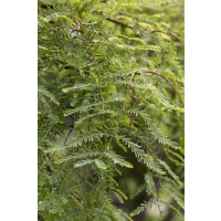 Metasequoia glyptostroboides Miss Grace 60- 80 cm