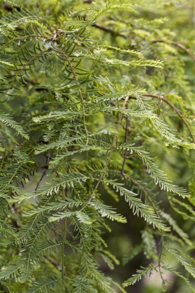 Metasequoia glyptostroboides Miss Grace mehrjährig Stammhöhe 80 cm + Krone