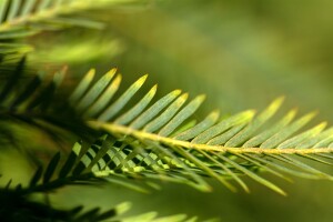 Metasequoia glyptostroboides Miss Grace mehrjährig Stammhöhe 80 cm + Krone