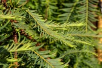 Metasequoia glyptostroboides Miss Grace mehrjährig Stammhöhe 80 cm + Krone