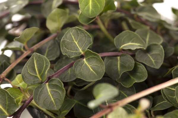 Mitchella repens 9 cm Topf - Größe nach Saison