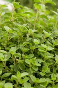 Origanum vulgare Compactum 2L 25-