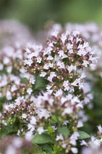 Origanum vulgare Compactum 2L 25-