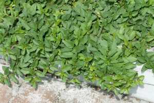 Origanum vulgare Compactum 2L 25-