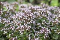 Origanum vulgare Compactum 2L 25-