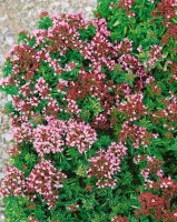 Origanum vulgare Compactum 2L 25-