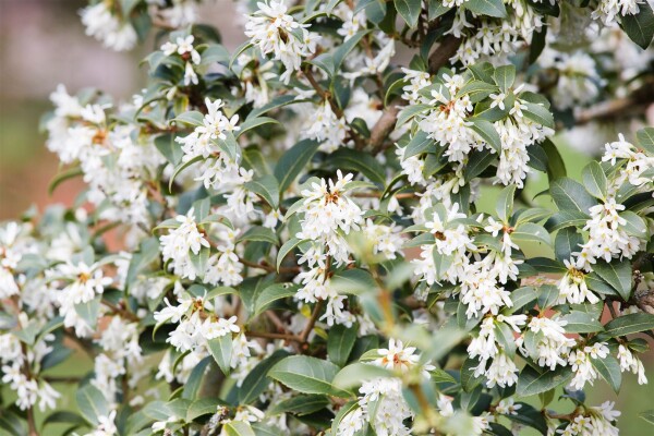 Osmanthus burkwoodii 60-  80 cm