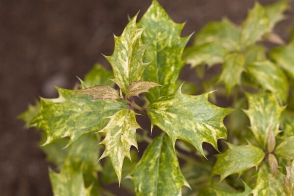 Osmanthus heterophyllus Tricolor 3L 20-  25