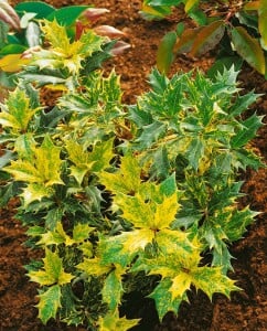 Osmanthus heterophyllus Tricolor 3L 20-  25