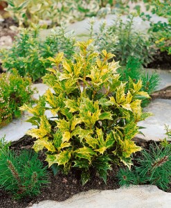 Osmanthus heterophyllus Tricolor 3L 20-  25