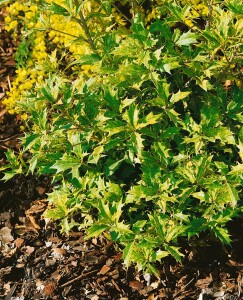 Osmanthus heterophyllus Tricolor 3L 20-  25