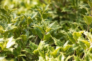 Osmanthus heterophyllus Tricolor 3L 20-  25