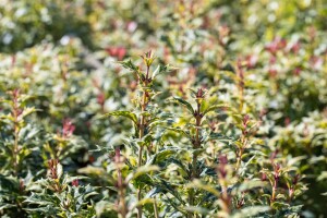 Osmanthus heterophyllus Tricolor 3L 20-  25