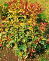 Osmanthus heterophyllus Tricolor 3L 20-  25