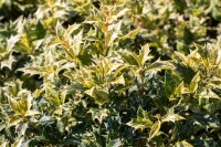 Osmanthus heterophyllus Tricolor 3L 20-  25