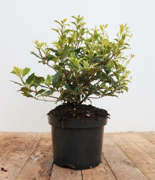 Osmanthus heterophyllus Tricolor 30- 40 cm