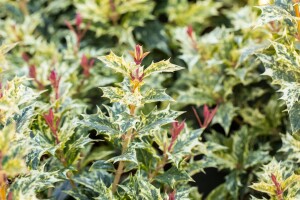 Osmanthus heterophyllus Tricolor 30- 40 cm