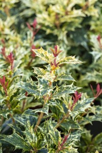 Osmanthus heterophyllus Tricolor 30- 40 cm