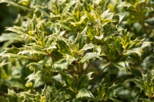 Osmanthus heterophyllus Tricolor 30- 40 cm