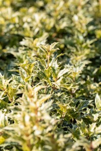 Osmanthus heterophyllus Tricolor 30- 40 cm