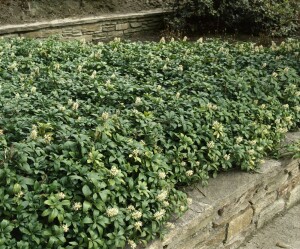 Pachysandra terminalis 9 cm Topf - Größe nach Saison