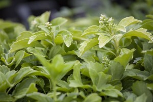 Pachysandra terminalis 9 cm Topf - Größe nach Saison