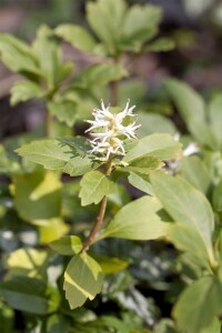 Pachysandra terminalis 9 cm Topf - Größe nach Saison