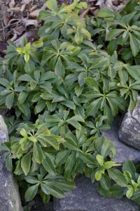 Pachysandra terminalis 9 cm Topf - Größe nach Saison