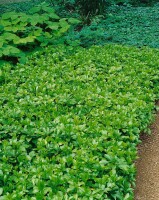 Pachysandra terminalis 9 cm Topf - Größe nach Saison