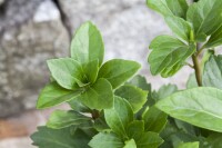 Pachysandra terminalis 9 cm Topf - Größe nach Saison