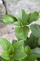 Pachysandra terminalis 9 cm Topf - Größe nach Saison