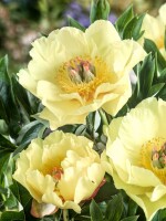 Paeonia Garden Trasure 7,5L 80-