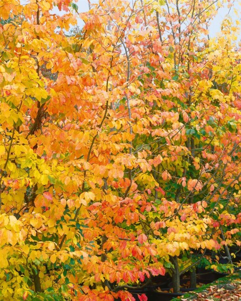 Parrotia persica 60- 80 cm