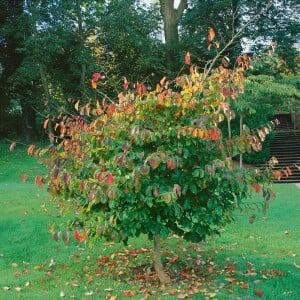 Parrotia persica 60- 80 cm