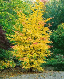 Parrotia persica 60- 80 cm