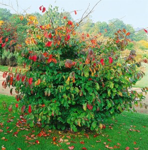 Parrotia persica 60- 80 cm