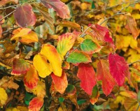 Parrotia persica 60- 80 cm