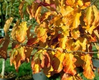 Parrotia persica 60- 80 cm