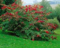 Parrotia persica 60- 80 cm