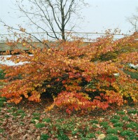 Parrotia persica 60- 80 cm